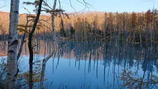 美瑛の人気スポット