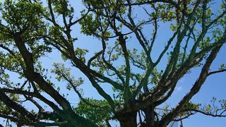 広大な運動場に神社もある