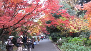紅葉がきれいでした
