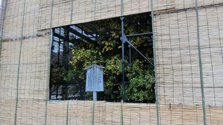 橘は囲いの中に