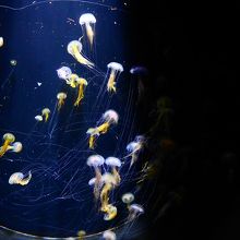日本一のクラゲ水族館 クラゲ以外の魚や動物もいます By 猫探し 鶴岡市立加茂水族館のクチコミ フォートラベル