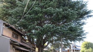 樹齢９０年の巨木。