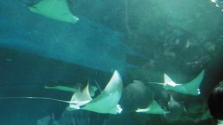 未来型？水族館