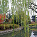 京都の紅葉は、「東寺へ行こう」