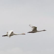 飛ぶ姿は美しい！