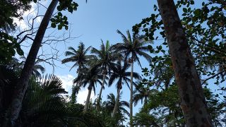 フレッシュサトウキビジュース