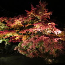 池に映った逆さ紅葉は綺麗でした