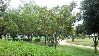 海沿いの緑の公園