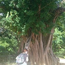 アカギの大木。不思議なパワーを感じます。