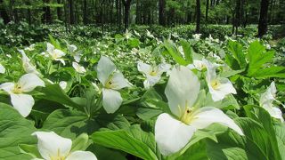 5月上・中旬がおすすめ