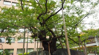 桜の生命力のすごさ