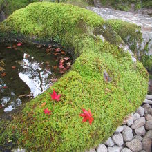 苔に散ったもみじ