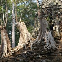 切り株のアップ。