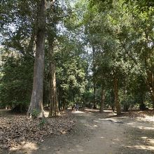 ピミアナカスから続く道。