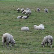 目を奪われるのは目の前に広がる羊の牧場