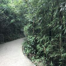 モーニングトレールを行く