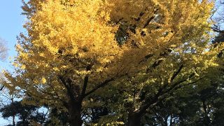 明治神宮の紅葉