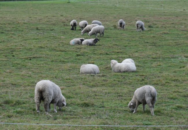 目を奪われるのは目の前に広がる羊の牧場