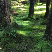 苔の芸術