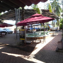 小型プールにアコヤ貝がいました