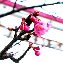 緋寒桜が開花