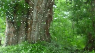 バスから見える