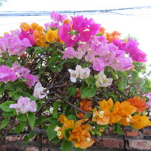 お花も咲いています