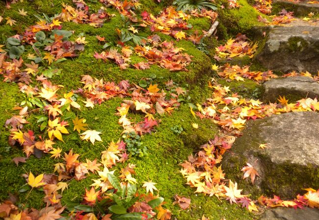 苔の上の散紅葉