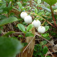 研究路で見つけた　＜シラタマノキ＞　食用