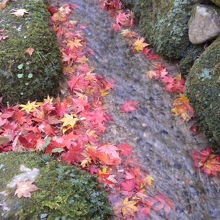 流れに浮かんだ紅葉