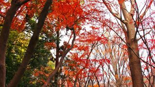 お気楽ショートカット・紅葉ハイキング