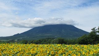 雄大な羊蹄山の麓の緩くうねる丘の景色