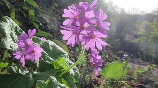 ５月上旬、サクラソウやスミレ、シラネアオイ、ニリンソウ…