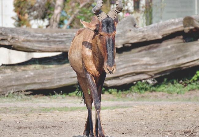 ヴロツワフ動物園