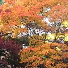 札幌市内の紅葉した木々も美しいですねぇ～