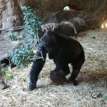 赤ちゃんがお母さんの腕にしがみついています。