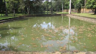 屋外プールのような池で落ち葉だらけだわぁ―