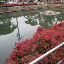 お花みたいです