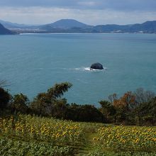 遅咲きのヒマワリ