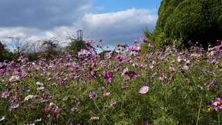 冬の花は少ないけれども…