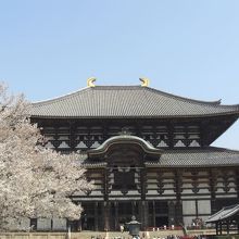 大仏殿に彩りを添える満開の桜。
