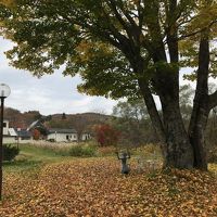 色とりどりの落ち葉の絨毯が美しい！！