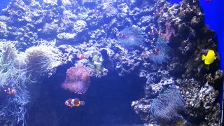 非常に小さな水族館ですが、海に飽きて時間があればよい時間がすごせると思います。