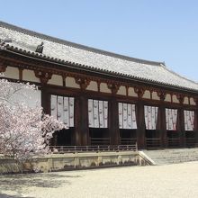 満開の桜と大講堂。