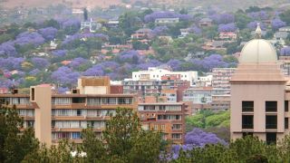 高台から眺めるジャカランダ