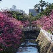 緋寒桜