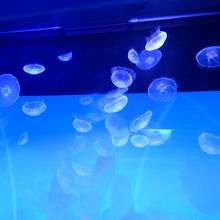 クラゲの水槽が続きます