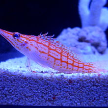 綺麗な模様の魚