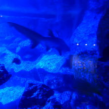 大きな水槽にはサメやエイがいました