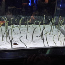 沢山の珍あなご